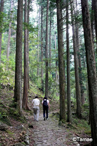 沢登り